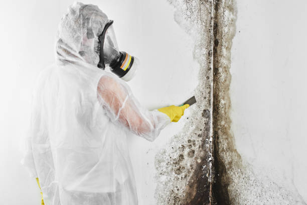 Best Post-Flood Mold Remediation in Grand Junction, CO