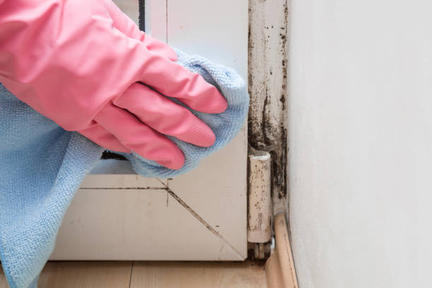 Best Bathroom Mold Remediation in Grand Junction, CO